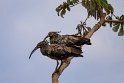 023 Noord Pantanal, grijze ibis
